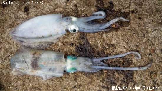 �����ꥤ��