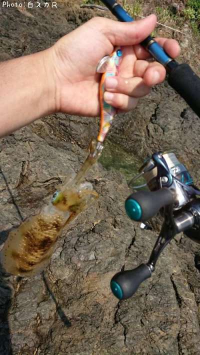 �����ꥤ��