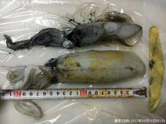 �����ꥤ��