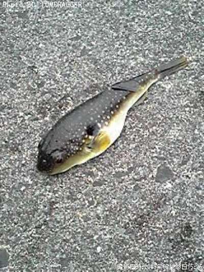 �����ե�