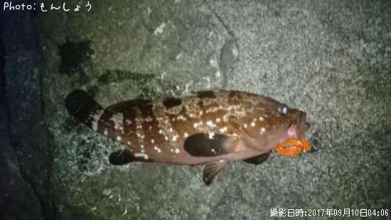 �����ϥ�