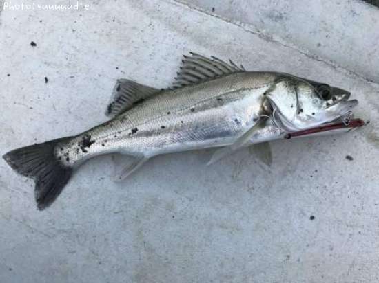 �����Х�