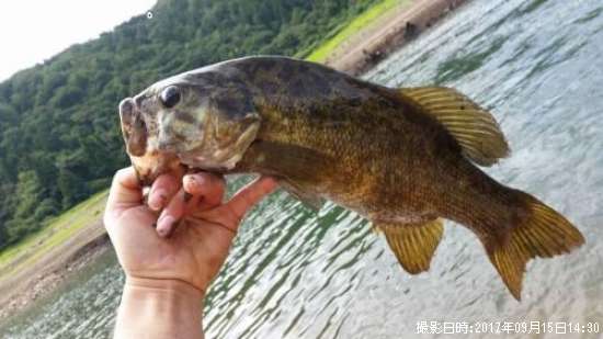 ���⡼��ޥ����Х�