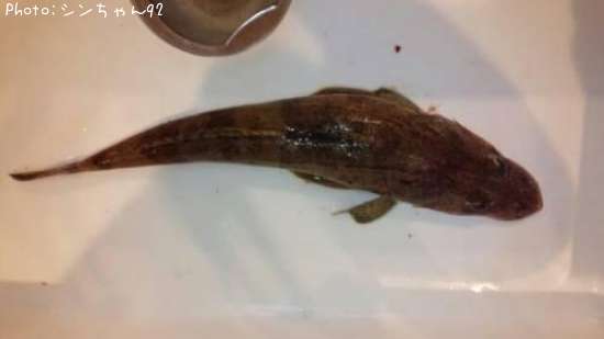 �ޥ���