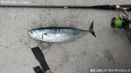 ���������ĥ�