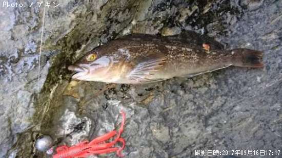 �����ʥ�