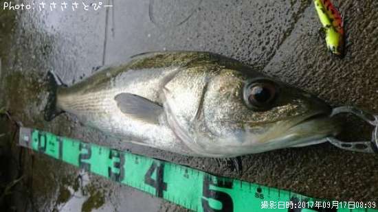 �����Х�