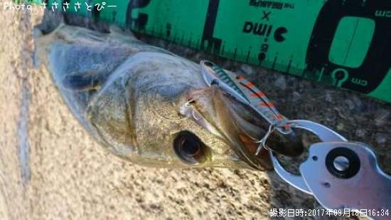 �����Х�