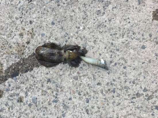 �����ꥤ��