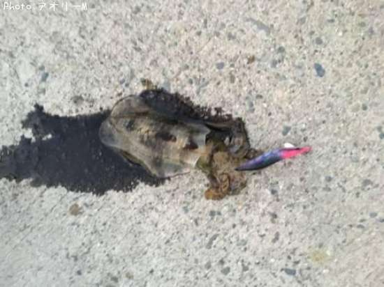 �����ꥤ��