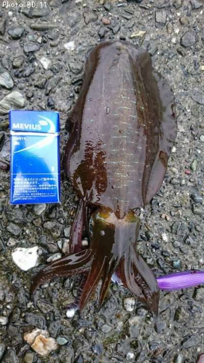 �����ꥤ��