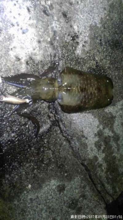 �����ꥤ��