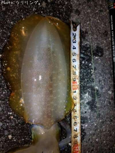 �����ꥤ��