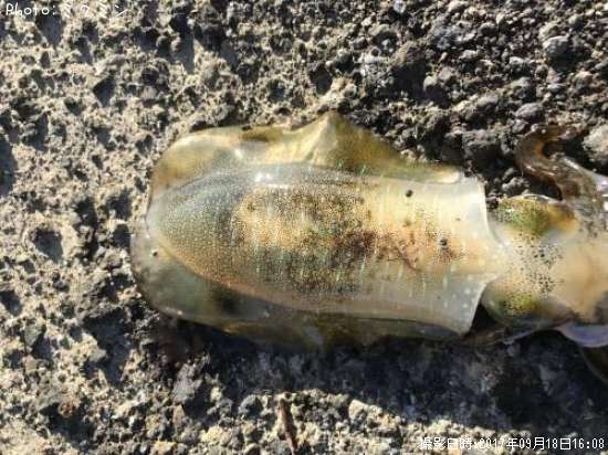 �����ꥤ��