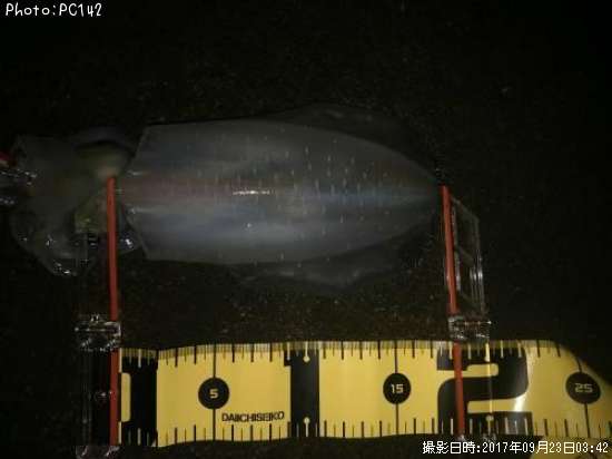 �����ꥤ��