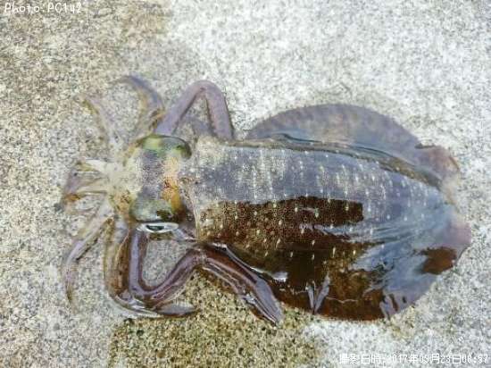 �����ꥤ��