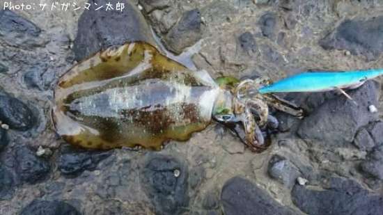 �����ꥤ��