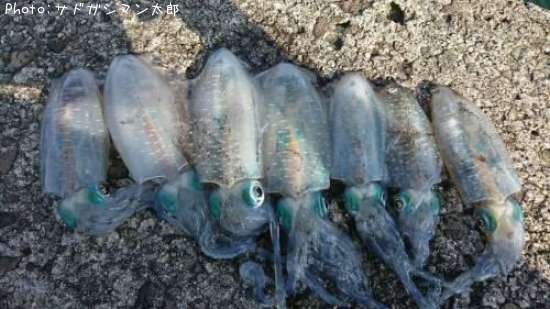 �����ꥤ��