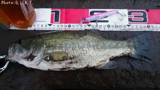 �֥�å��Х�