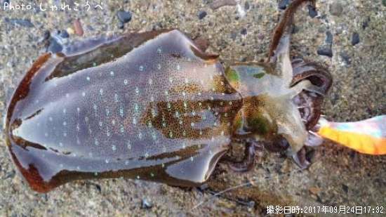 �����ꥤ��