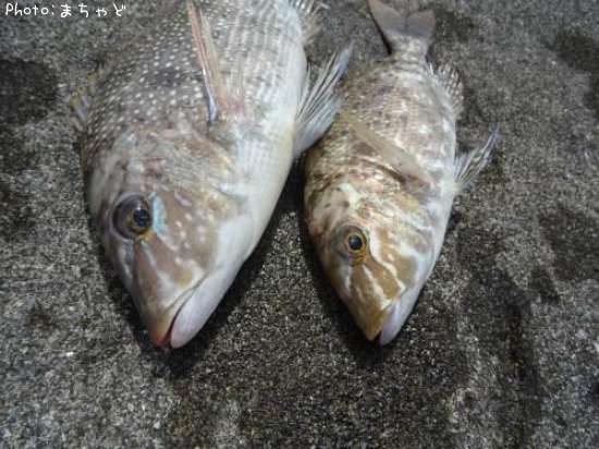 ���ޥ�ڥϥޥե��ե���