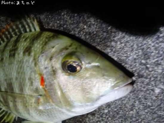 ��롼�ڥ��ƥ��ޥե��ե���