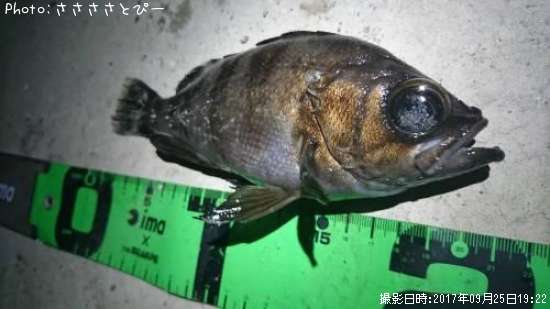 ��Х�������Х���