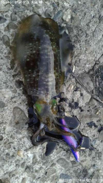 �����ꥤ��