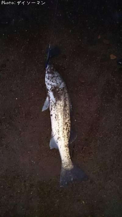 �����Х�