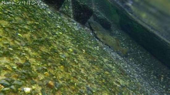 ���⡼��ޥ����Х�