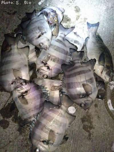 �����������᥸�ʡ���Х�