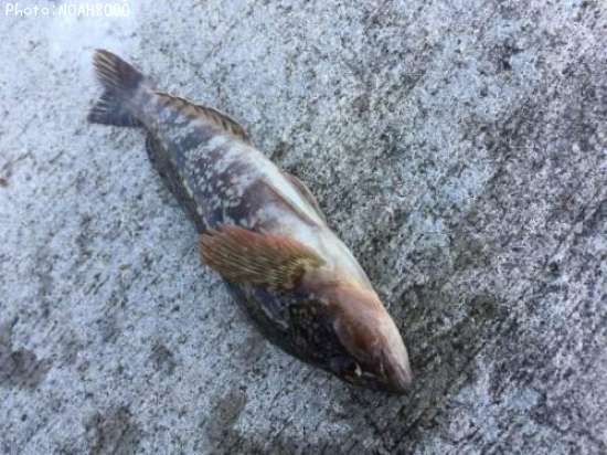 �����ʥ�