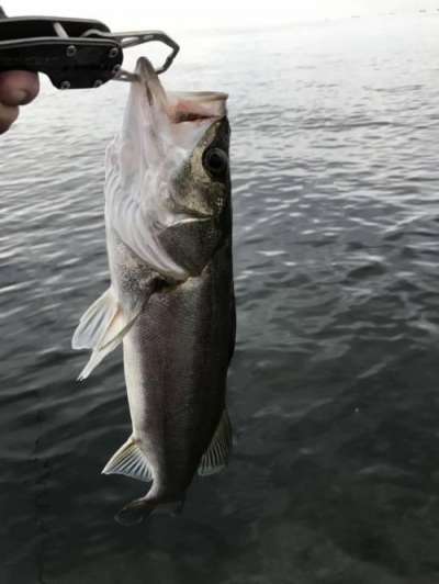 �����Х�