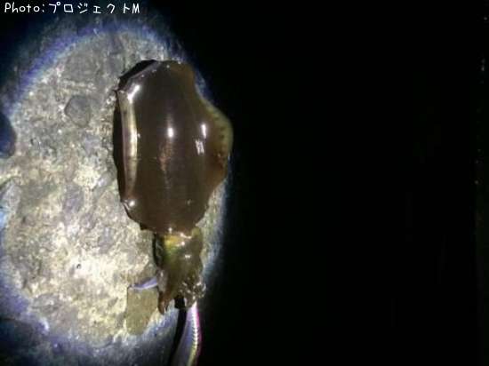 �����ꥤ��