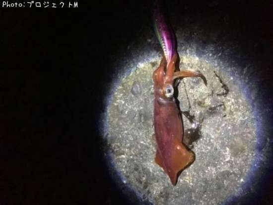 ����ɥ�����