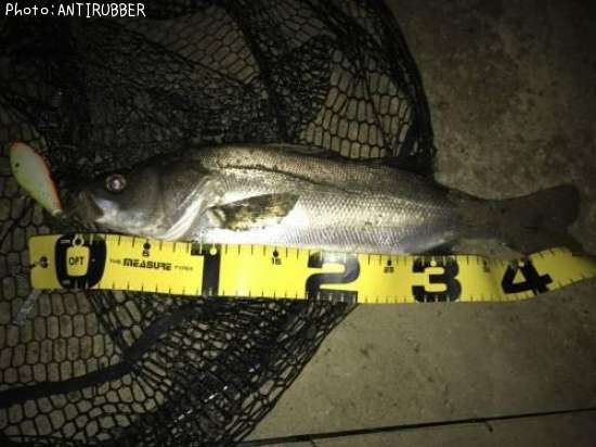 �����Х�