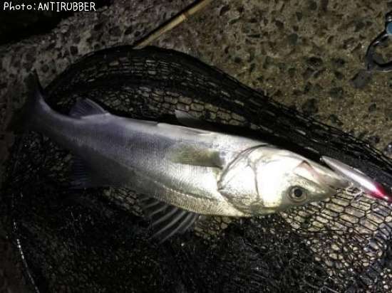 �����Х�