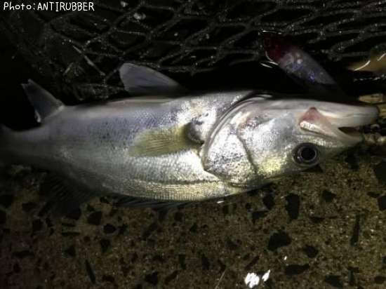 �����Х�