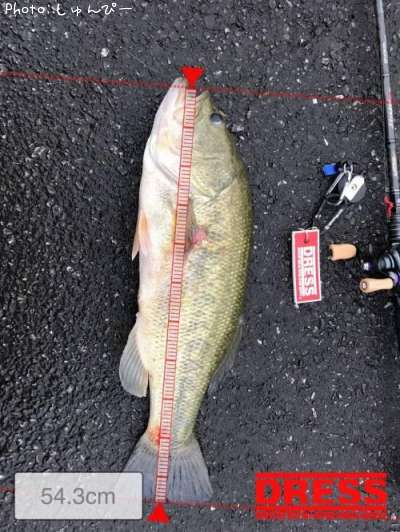 �֥�å��Х�