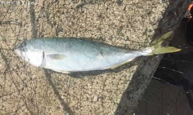 ���ʥ���