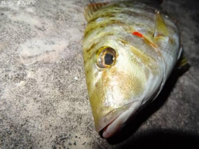 ��롼�ڥ��ƥ��ޥե��ե���