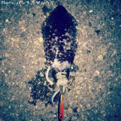 �����ꥤ��