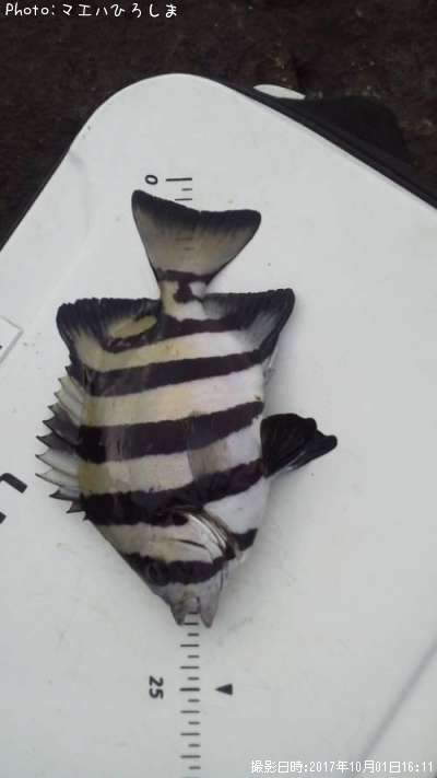 ���������λ�