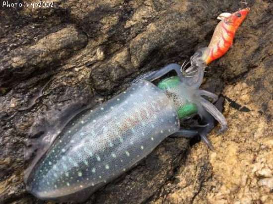 �����ꥤ��