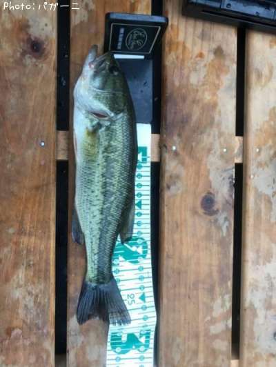 �֥�å��Х�