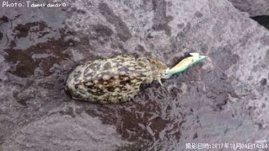 ��󥴥�����