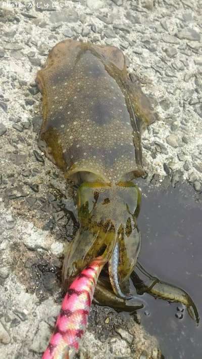 �����ꥤ��