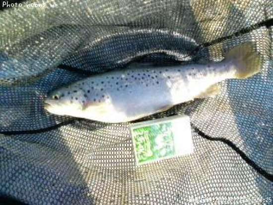 ���ȥ饦��