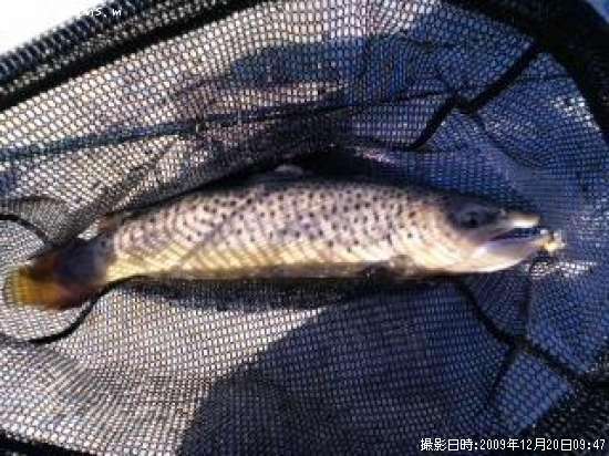 �֥饦��ȥ饦��