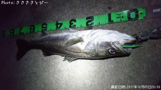 �����Х�